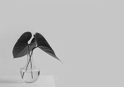 White Hat SEO in USA, Europe