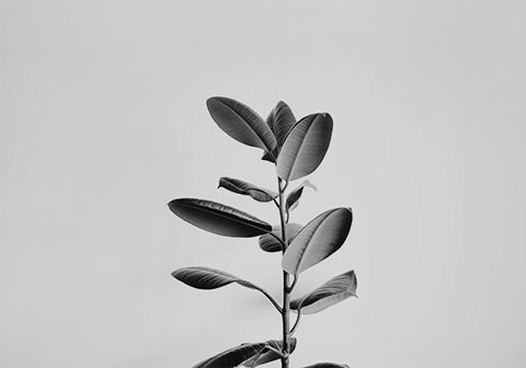 White Hat SEO in the USA, Europe, UK